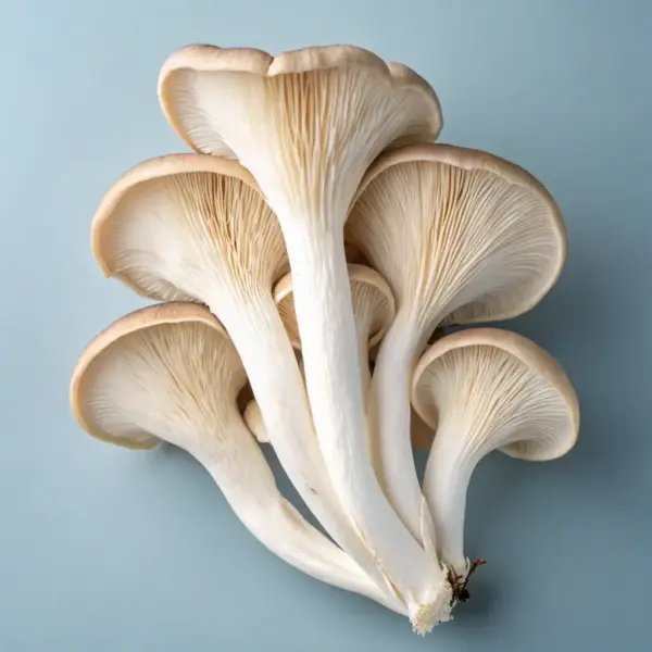 Fresh Oyster Mushrooms - 300g